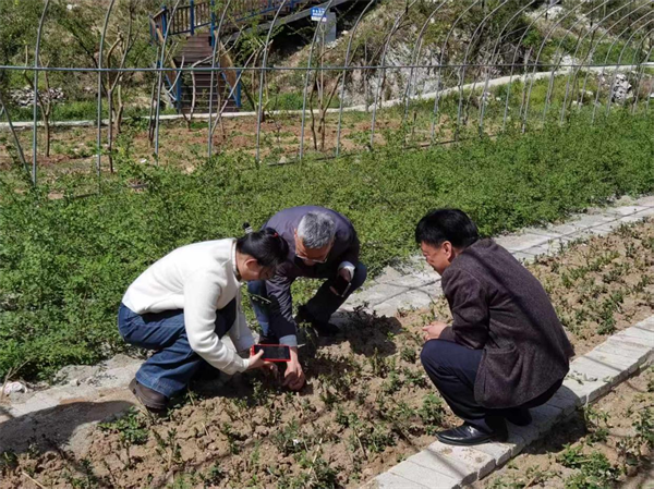 湖北医tyc7111cc太阳产学研融合助推中药材高值化利用